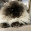 ありがとうございました