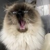 ありがとうございました サムネイル4