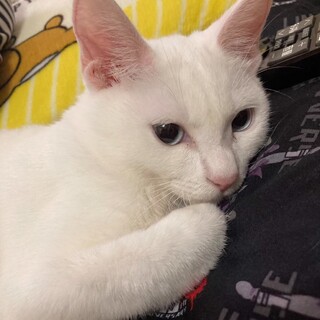 一旦休止します