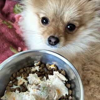 ポメラニアン　女の子♀　とても小さい子です。