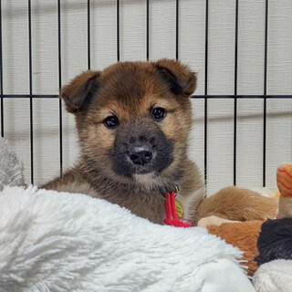 一時募集停止中2.5ヶ月♂チャム！