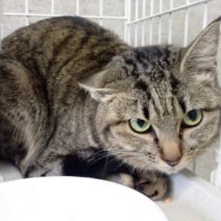 のびしろいっぱい美キジトラのめめちゃん