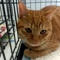 川口Cats保護猫譲渡会