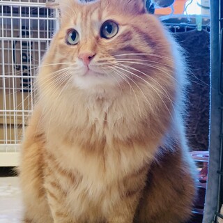 まるた　茶トラ　珍しい長毛　6キロ！　穏やか　