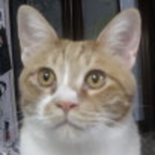 アメショ模様のキュートな茶白くん