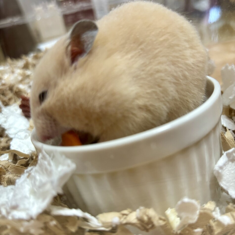 辰（たつ）※旧名「花」のカバー写真
