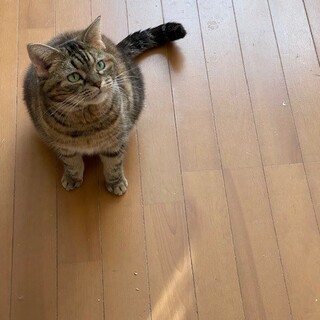 穏やかで人懐こく癒し系女子モリーちゃん