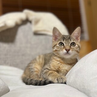 ミルクから育てたので人慣れバツグン♡しま子ちゃん