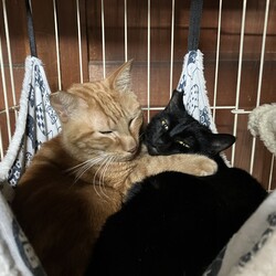 名古屋市南区猫の譲渡会