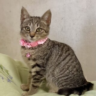 大人しくて優しい性格の女の子♪メルちゃん