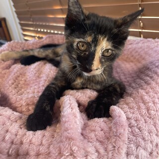 ミルクから育てたので人慣れバツグン♡もやもやちゃん