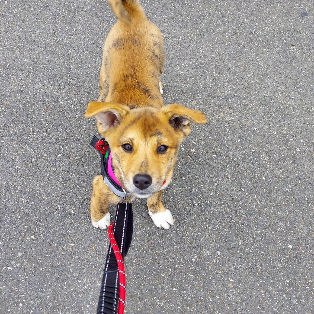 トラ柄の野犬子犬のジャンくん サムネイル2