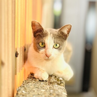 大至急！！可愛いサラちゃん♡