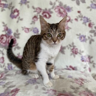 ひとなつこいリリーちゃん