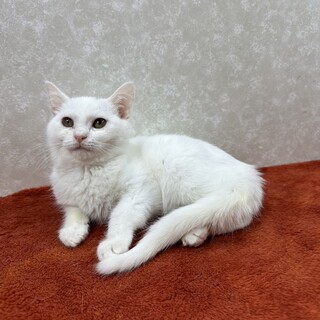 少しだけビビリで甘えっ子！単身者の味方❤舞白