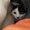 ずっしりコロコロな男の子　レト君 サムネイル3