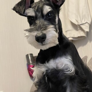 ミニチュアシュナウザーバカ募集します