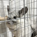 【里親様決まりました】チンチラの女の子