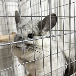 【里親様決まりました】チンチラの女の子