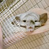 【里親様決まりました】チンチラの女の子 サムネイル2