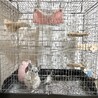 【里親様決まりました】チンチラの女の子 サムネイル4