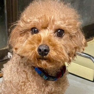 23-M412　ティーカップ男子！！