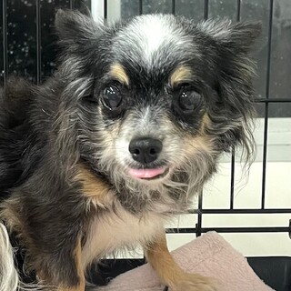 23-W305　静かなお嬢様犬♪