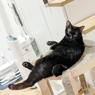 ふわ黒ゆめちゃん、お家探してます（人馴れ練習中）