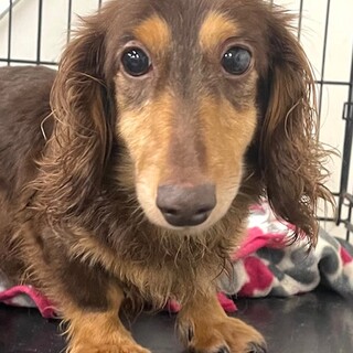 23-W276　可愛いウルちゃん！！