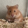 りり61