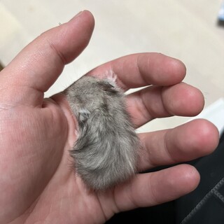 長毛ハムスターの赤ちゃん