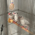 シルバー文鳥の子どもゆずります