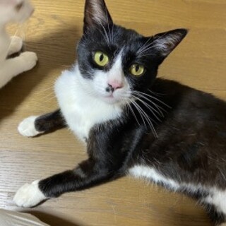 優しいハチワレ君