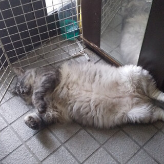 優しい甘えん坊のおデブな毛長サバトラ君