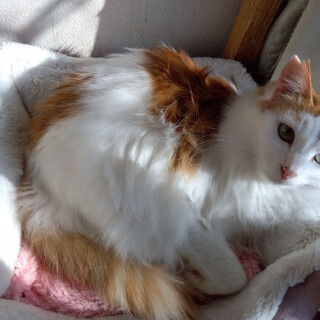 気が小さいけど甘えん坊の毛長茶白君