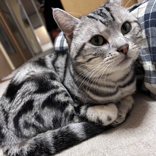 保護猫・福くん♂ずっとのおうち探してます