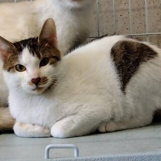 マイルドな性格です、白キジのおでんくん