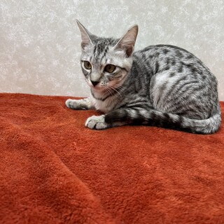 サバトラ好き必見！クールに甘えるませ猫❤キング