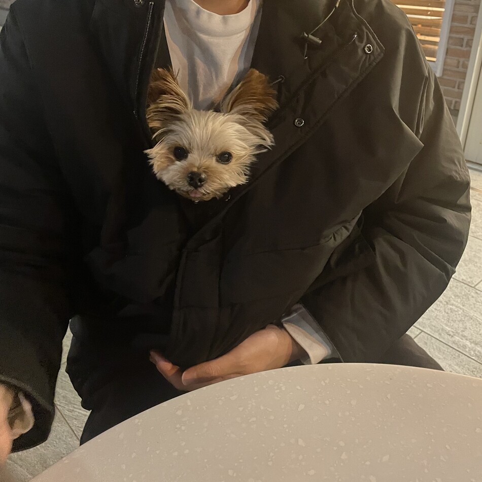 ココのカバー写真