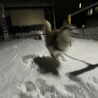 いちなな