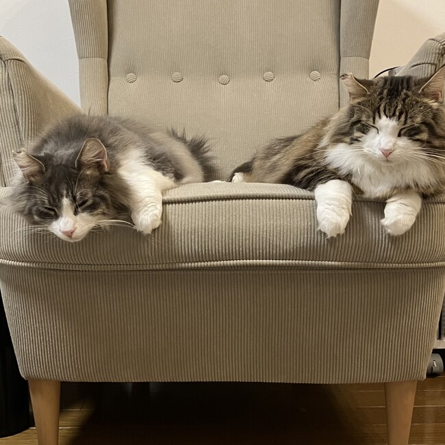 とうげつのカバー写真