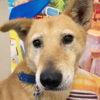 幸せになろうね！　サファイアちゃん　5歳