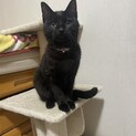 【再募集】　７ヶ月　男の子　黒猫
