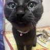 【再募集】　７ヶ月　男の子　黒猫 サムネイル2