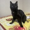 【再募集】　７ヶ月　男の子　黒猫 サムネイル3