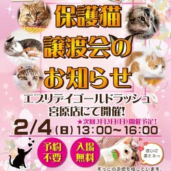 保護猫譲渡会inエブリデイゴールドラッシュ宮原店