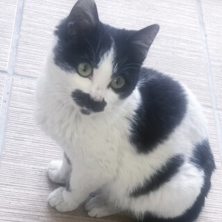 急募:甘え坊ハチワレ男の子子猫♡生後半年