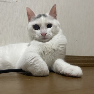【再募集】７ヶ月　男の子　白猫