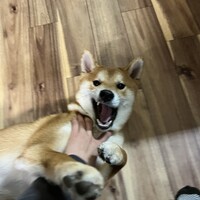 多聞