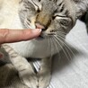 鼻ツン